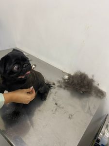 Laila - Custos de saúde da Elguinha