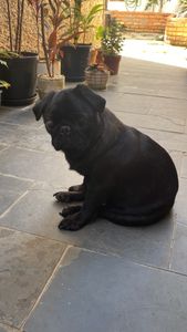 Vaquinha Online - Custos de saúde da Elguinha