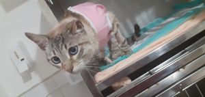 São Paulo/SP - Ajude na recuperação da gatinha Lua 