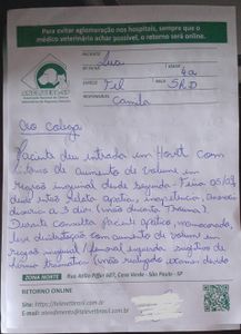 Ajude na recuperação da gatinha Lua  imagem 7