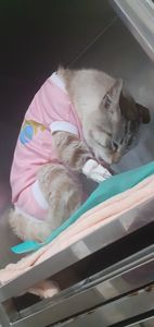 Animais - Ajude na recuperação da gatinha Lua 