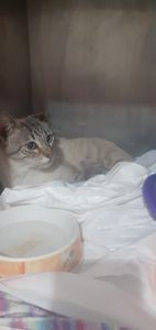 Vaquinha Online - Ajude na recuperação da gatinha Lua 