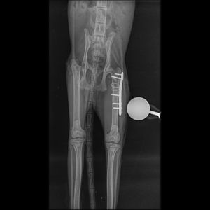 Vaquinha para ajudar nos desafios  pós  operatórios, castração e  tratamento  para Felv da nossa guerreira Mikasa - Ajude a Mikasa a Superar os Desafios Pós-Operatórios e Combater a Leucemia Felina ( FELV)