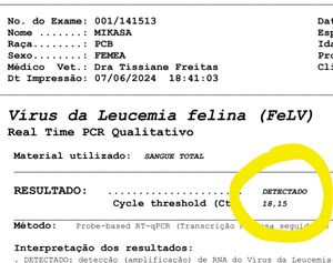 Ajude a Mikasa a Superar os Desafios Pós-Operatórios e Combater a Leucemia Felina ( FELV) imagem 7