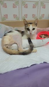 Ajude a Mikasa a Superar os Desafios Pós-Operatórios e Combater a Leucemia Felina ( FELV)