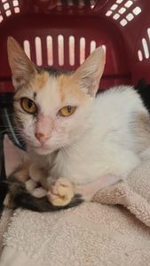 Rio de Janeiro/RJ - Ajude a Mikasa a Superar os Desafios Pós-Operatórios e Combater a Leucemia Felina ( FELV)