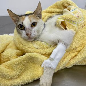 Vaquinha Online - Ajude a Mikasa a Superar os Desafios Pós-Operatórios e Combater a Leucemia Felina ( FELV)