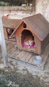 Abrigo Patinhas Anônimas - Patinhas sem fome