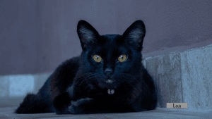 Música - Estúdio Gato Preto