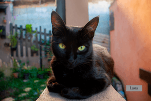 Vaquinha Online - Estúdio Gato Preto