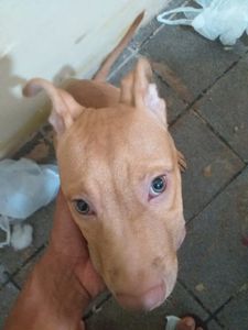 Animais - Ajudar nossa lili