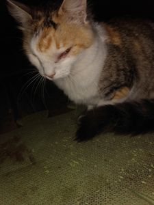 Animais - Salvem a Tita 