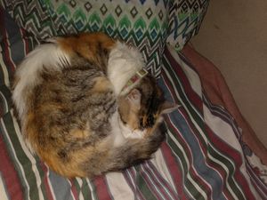 Vaquinha Online - Salvem a Tita 