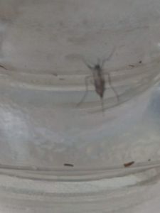 Erradicação do mosquito da dengue - Erradicação Da Dengue 