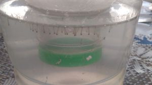 Erradicação Da Dengue  imagem 6