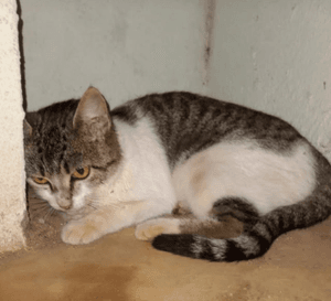 Animais - Vaquinha Gata Resgatada