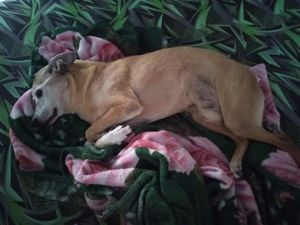 Vaquinha Online - Hemodiálise para Dunga