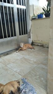 Animais - Hemodiálise para Dunga