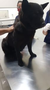 Vaquinha Online - Recuperação da Luna