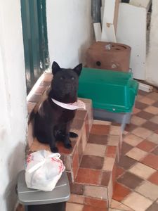 Animais - Recuperação da Luna