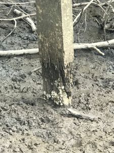 Sustentabilidade nos Lençóis Maranhenses - Passarelas dos povoados Bar da Hora e Mandacaru imagem 7