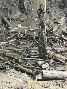 Sustentabilidade nos Lençóis Maranhenses - Passarelas dos povoados Bar da Hora e Mandacaru imagem 6