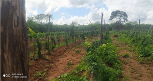 Crowdfunding - Luah Wines Cultivo de Uvas