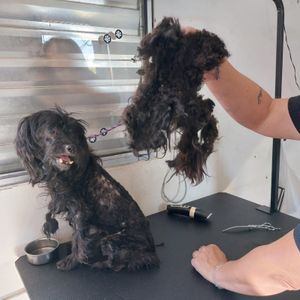 ONGs - O PROJETO CASA DOS BICHOS PRECISA DE VOCÊ