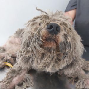 Projeto Casa Dos Bichos - O PROJETO CASA DOS BICHOS PRECISA DE VOCÊ