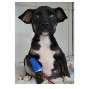 Vaquinha Online - O PROJETO CASA DOS BICHOS PRECISA DE VOCÊ