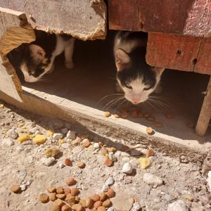 Osasco/SP - O PROJETO CASA DOS BICHOS PRECISA DE VOCÊ