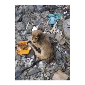 O PROJETO CASA DOS BICHOS PRECISA DE VOCÊ imagem 6