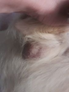 Animais - Ajuda para a cirurgia para remoção do câncer da Manu