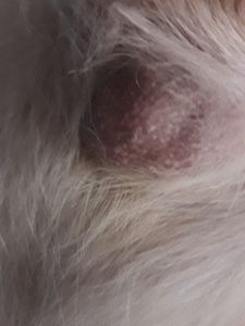 Vaquinha Online - Ajuda para a cirurgia para remoção do câncer da Manu