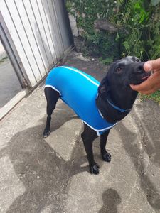 Animais - ⚠️ Juma precisa de ração ⚠️