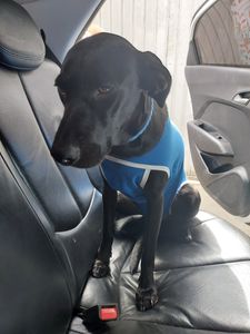 Juma  - ⚠️ Juma precisa de ração ⚠️