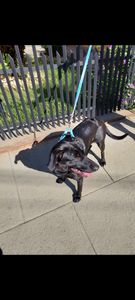 Vaquinha Online - ⚠️ Juma precisa de ração ⚠️