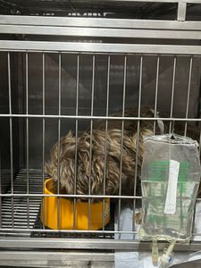 Vaquinha Online - Tratamento do Panetone 