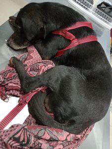 Arrecadação - Veterinário  - Arrecadação despesas veterinário