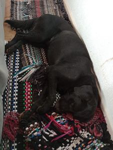 Animais - Arrecadação despesas veterinário