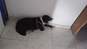 Vaquinha Online - Preciso de ajuda para cuida dos animais 