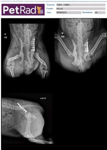Animais - Ajuda para o TOBY