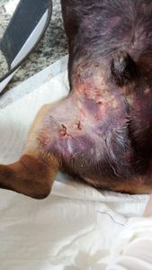 Vaquinha Online - Ajuda para o TOBY