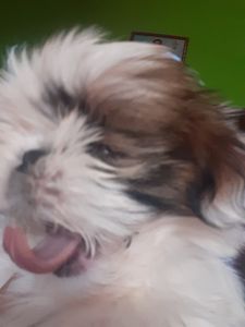 Vaquinha Online - Meu cachorro Fred precisa fazer uma cirurgia,nasceu ceg