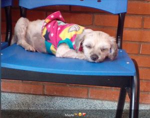 Saúde e Emergências - Me ajude a quitar a conta da Maytte 😇🐕