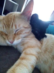 Vaquinha Online - Ajude a Vacinar 15 animais 