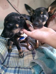 ONGs - Ajude a Vacinar 15 animais 