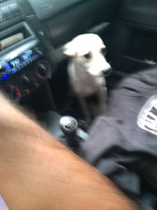 VACINAS PARA 15 ANIMAIS - Ajude a Vacinar 15 animais 