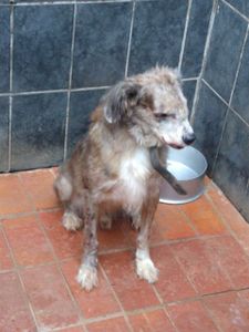 Animais - Rumo à Recuperação: Tadashi Conta com a sua Generosidade