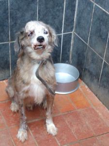 Vaquinha Online - Rumo à Recuperação: Tadashi Conta com a sua Generosidade